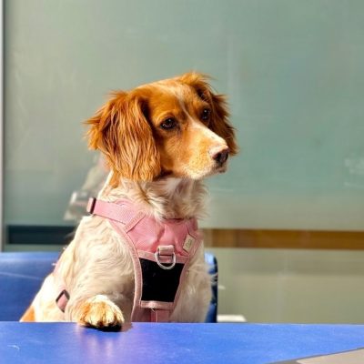 BEA